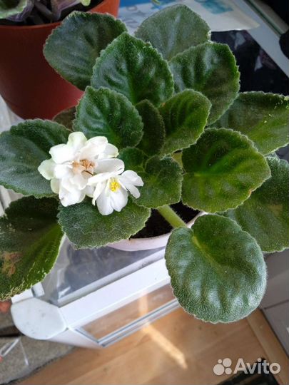 Фиалочки цветущие молодые