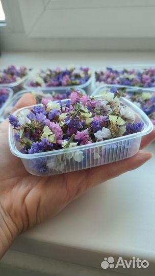 Статица сухоцвет