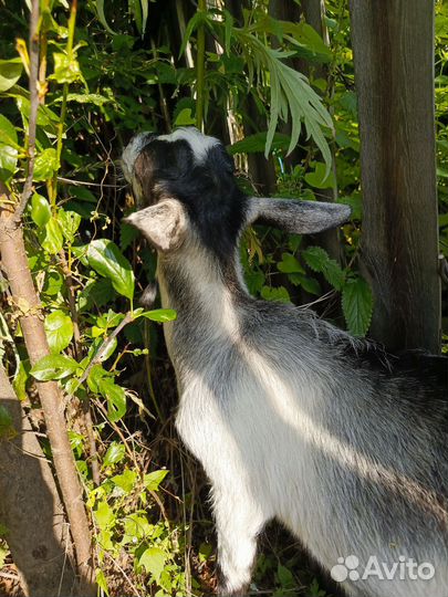 Козленок. 2месяца от матери двухлетки