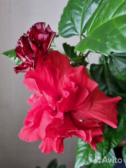 Гибискус китайский