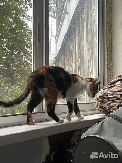 Кошка метис бенгалов