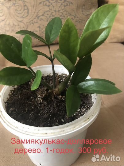 Продам цветы комнатные