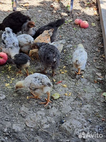 Цыплята