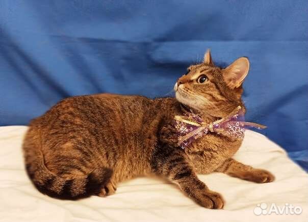 Стерилизованная кошечка Зося в добрые руки