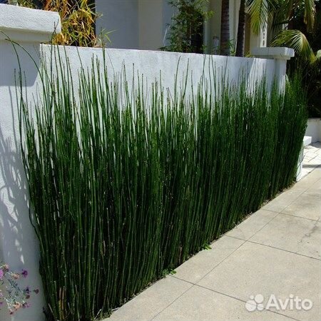 Хвощ зимующий.Саженцы для создания ландшафта