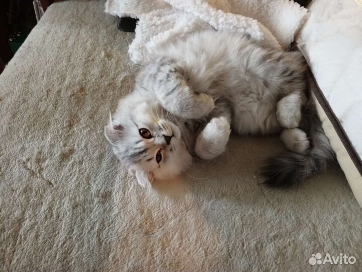 Шотландская вислоухая принцесса хайленд фолд