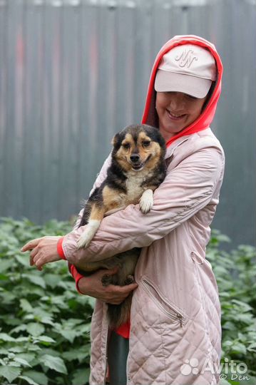 Отдаю маленькую собачку Пушу в дар