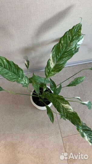 Спатифиллум джемини