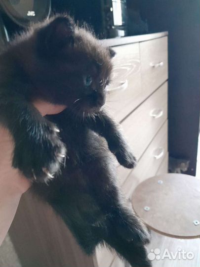 Котята (мать британка)