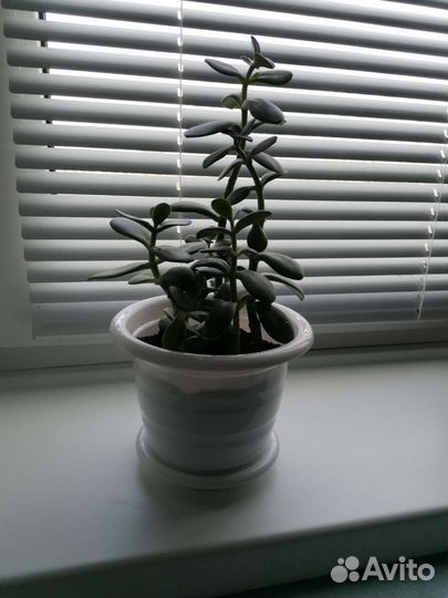 Продaю дeнeжное дерево