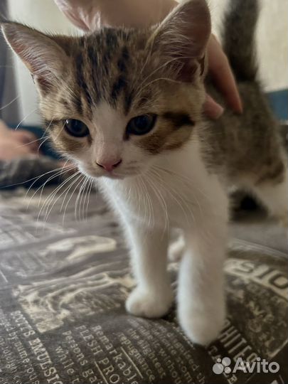 Британский котенок