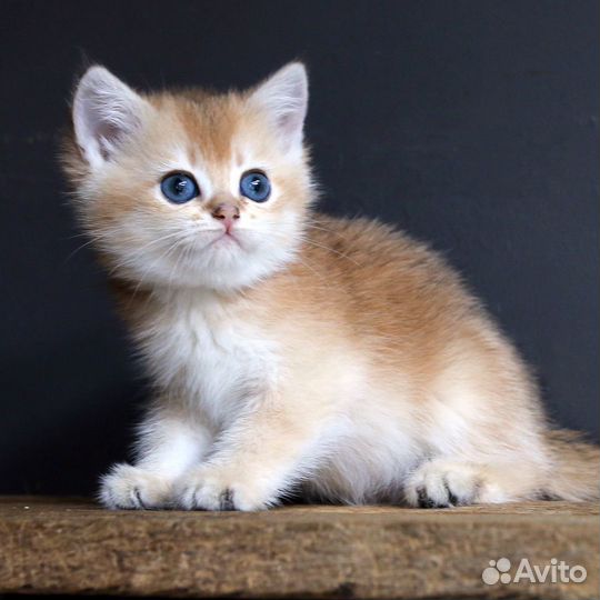 Британские котята от чемпионов породы