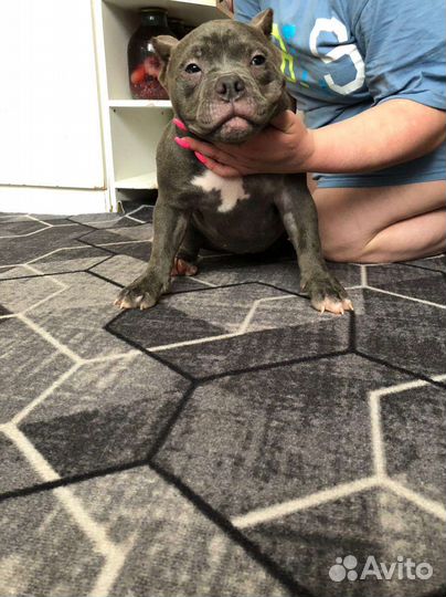 Американский булли покет девочка