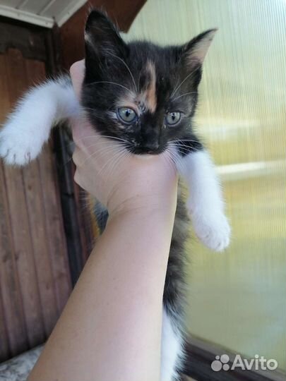 Кошка в дар