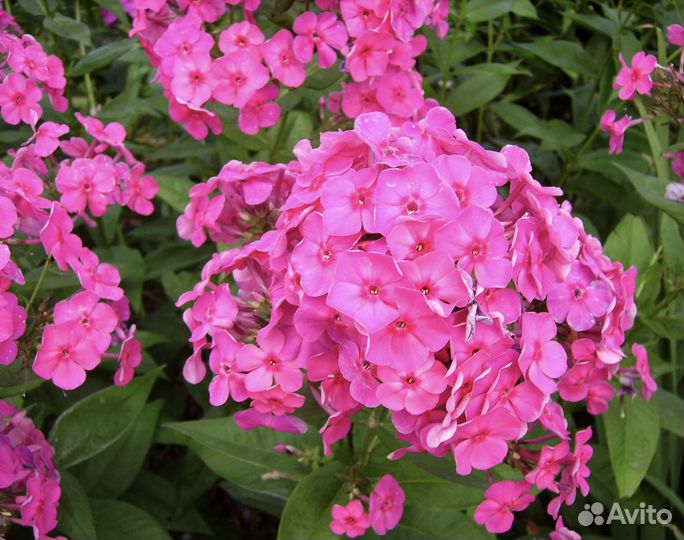 Флокс многолетний розовый