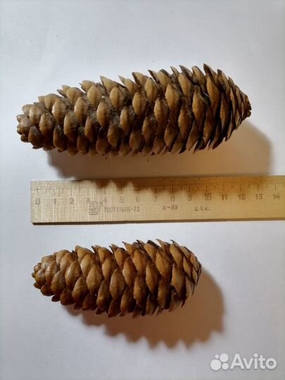 Шишки еловые, сосновые