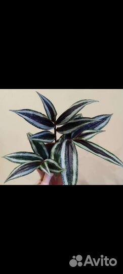 Dichorisandra masaica/Unblock антисептик