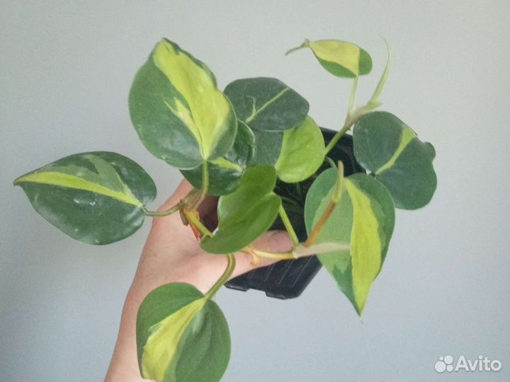 Перец черный, сциндапсус, филодендрон, монстера