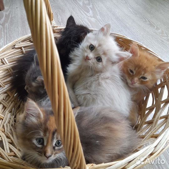 Котёнок Персик Мейн-кун