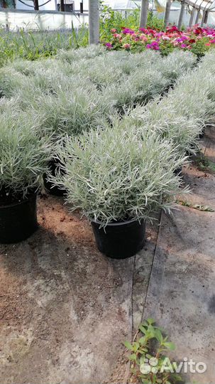 Цмин Пинесетум