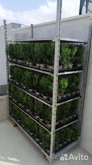 Туя, можжевельник, многолетники в P9 опт