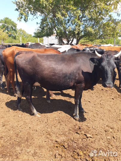 Коровы на мясо
