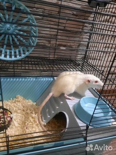 Крысята Дамбо