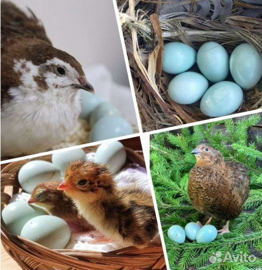 Перепел Селадон