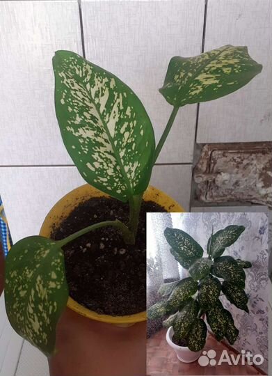 Диффенбахия