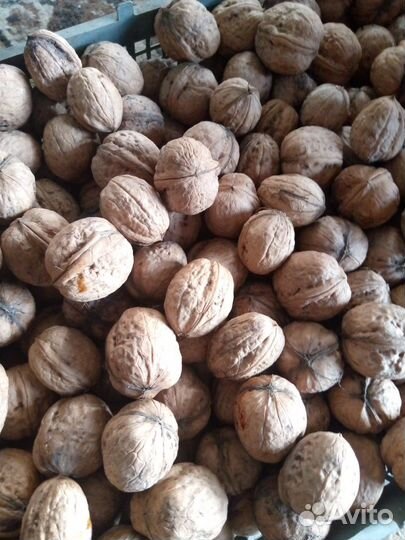 Грецкий орех
