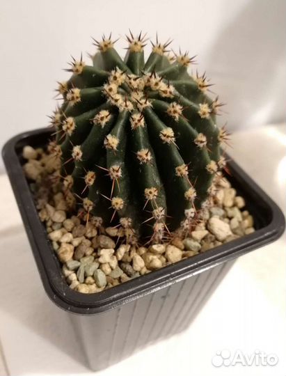 Кактусы - Эхинопсис эйриеза (Echinopsis eyriesii)