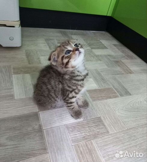 Шотландская вислоухая кошка