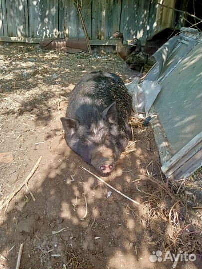 Свиньи вьетнамской вислобрюхой