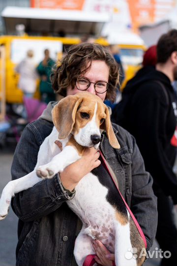 Кинолог с выездом / Работа с проблемным поведением