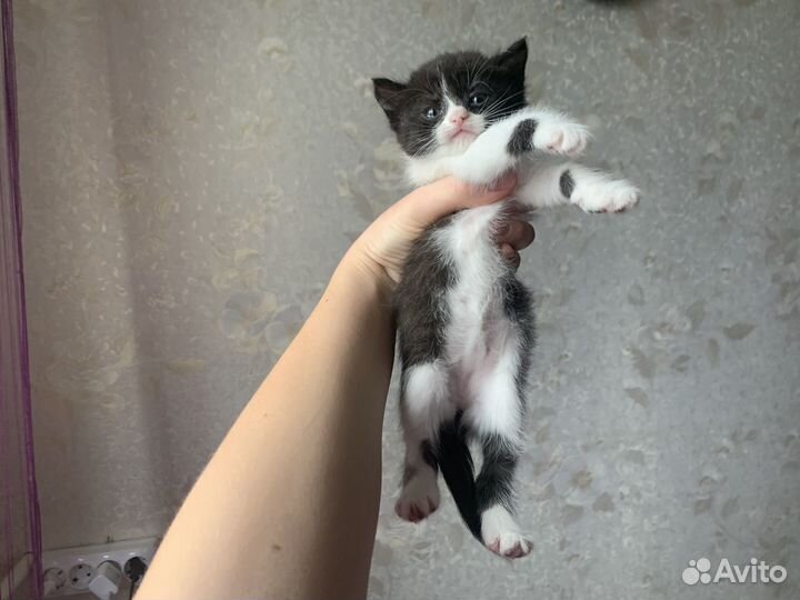 Котята в добрые руки 1 месяц