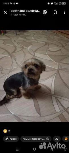 Йоркширский терьер