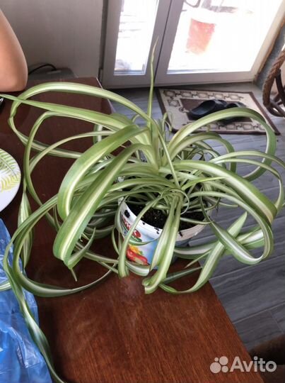 Хлорофитум