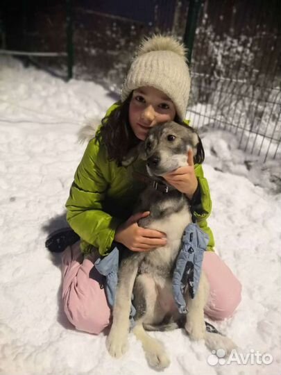 Щенки приюта очень нуждаются в прогулках