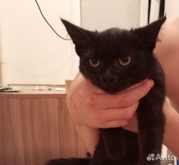 Черный пушистый котенок