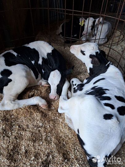 Телята (оптом-розница)