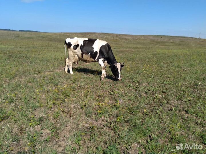 Теленок, корова