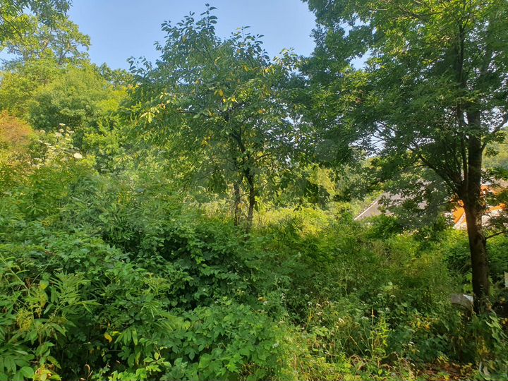 Участок 6 сот. (СНТ, ДНП)