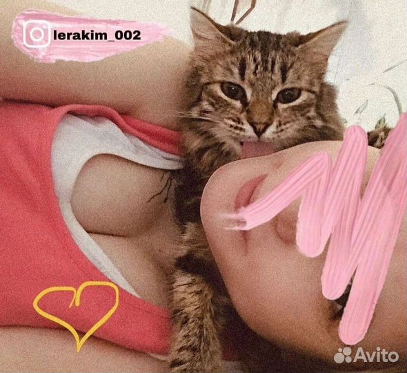 Отдам кошку