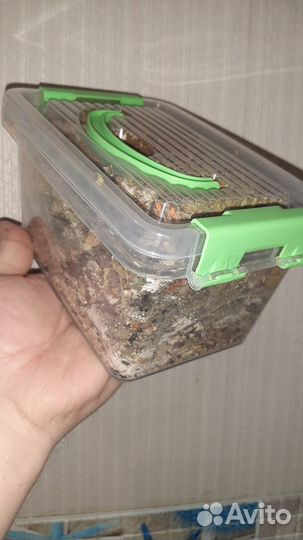 Кормушка. Копошилка