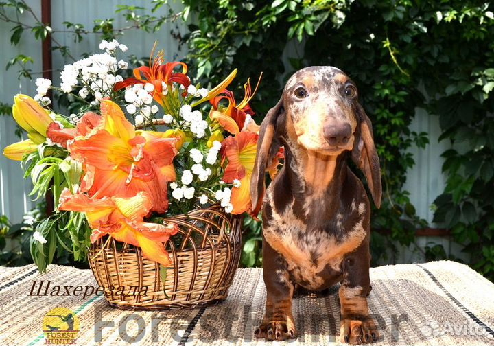 Щенок стандартной таксы - РКФ