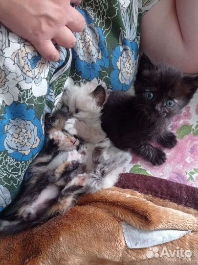 Котята в добрые руки (кошечки)