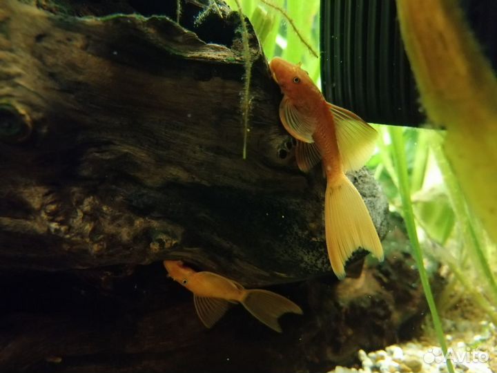 Анциструсы вуаль, корм Tetra