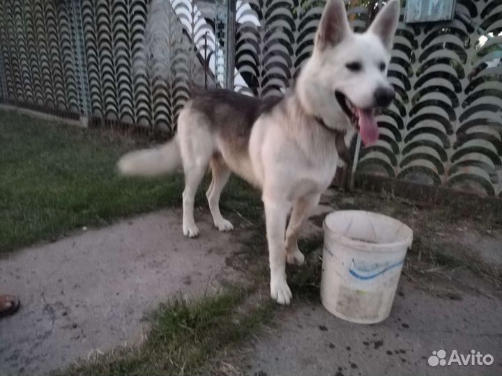 Немецкая овчарка