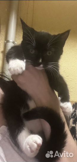 Котенок девочка Маркиза 3 месяца в дар