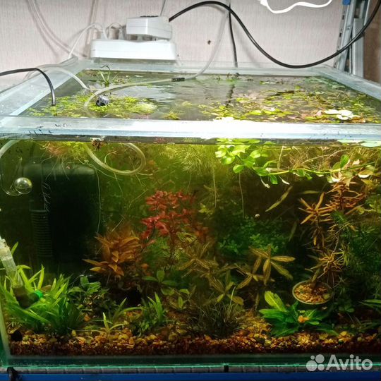 Больше 100 видов аквариумных растений